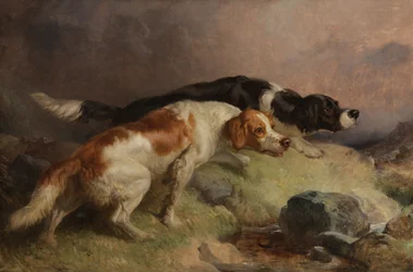 Setters on the Moor